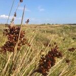 Juncus acutusFruit