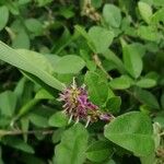 Desmodium heterocarpon Flor