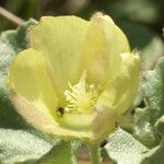Malvella leprosa Flower