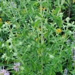 Pycnanthemum verticillatum Leaf