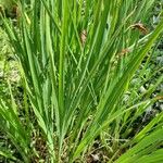 Crocosmia aurea Folla