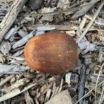 Attalea brasiliensis Fruto
