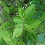 Euphorbia tithymaloides Foglia