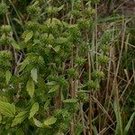 Chaiturus marrubiastrum Habit