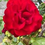 Rosa × odorata Kwiat