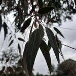 Eucalyptus camaldulensisBlad