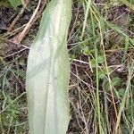 Alisma lanceolatum Leaf