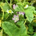 Malva parvifloraBloem