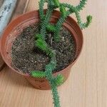 Crassula muscosa 葉