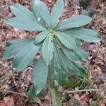 Daphne laureola Blad