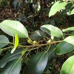 Ficus rubiginosa Лист