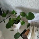 Peperomia polybotrya Blatt