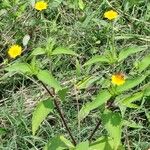 Melampodium divaricatum Habit