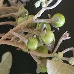 Solanum tettense Fruit