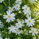 Moehringia ciliata Flower