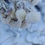 Helichrysum foetidum Fruit