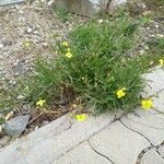 Diplotaxis tenuifolia 整株植物