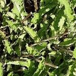 Salvia × sylvestris Hábito