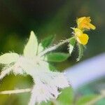 Lotus angustissimus Flower