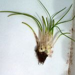 Isoetes longissima Other