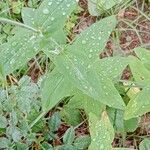 Hypericum montanum Blatt