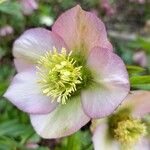 Helleborus orientalis Flower