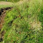 Juncus effusus Vatany