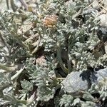 Artemisia glacialis Φύλλο