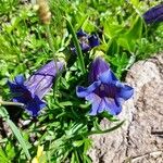 Gentiana alpina Blomma