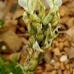 Oxytropis campestris Fula