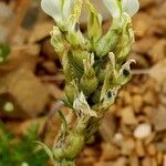 Oxytropis campestris Fiore