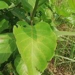Nauclea latifolia Folio