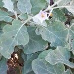 Solanum incanum Leaf