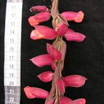 Thunbergia coccinea Flower