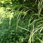 Bromus ramosus Flower