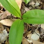 Clintonia borealis Liść