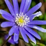 Anemone apennina Flower