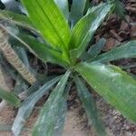 Dracaena angustifolia Blatt