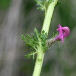 Pedicularis mixta Bark