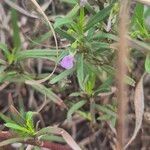 Pigea enneasperma (L.) P.I.Forst.Flower