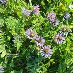 Astragalus glaux Flower