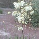 Yucca filamentosaFlors