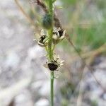 Linaria simplex ഫലം