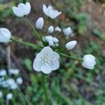 Allium polyanthum ফুল