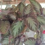 Episcia cupreata Λουλούδι