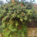 Tecomaria capensis Blüte