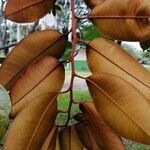 Chrysophyllum cainito Hoja