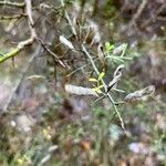 Cytisus lanigerus Vaisius