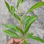 Dodonaea viscosa Leaf
