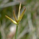 Carex pauciflora Λουλούδι